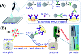 Graphical abstract: Sensitive and portable electrochemical immunoassay for lipoprotein-associated phospholipase A2 using BSA-doped CaCO3 nanospheres to regulate pH readout