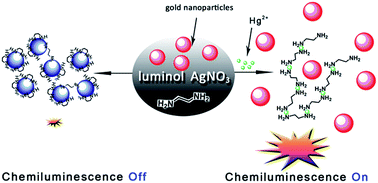 Graphical abstract: A chemiluminescence method for the determination of mercury(ii) ions by tuning the catalytic activity of gold nanoparticles with ethylenediamine