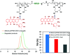 Graphical abstract: Enzyme/pH-sensitive polyHPMA–DOX conjugate as a biocompatible and efficient anticancer agent