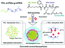 Graphical abstract: Synergistic breast tumor cell killing achieved by intracellular co-delivery of doxorubicin and disulfiram via core–shell–corona nanoparticles