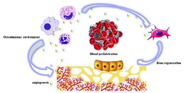 Graphical abstract: Blood prefabricated hydroxyapatite/tricalcium phosphate induces ectopic vascularized bone formation via modulating the osteoimmune environment