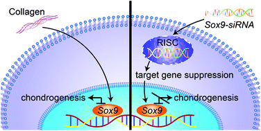 Graphical abstract: Retracted Article: The role of Sox9 in collagen hydrogel-mediated chondrogenic differentiation of adult mesenchymal stem cells (MSCs)