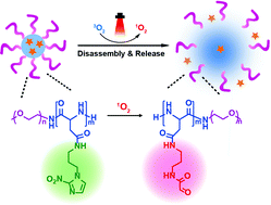 Graphical abstract: Mechanistic insight into the singlet oxygen-triggered expansion of hypoxia-responsive polymeric micelles