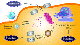 Graphical abstract: Regulating the Golgi apparatus by co-delivery of a COX-2 inhibitor and Brefeldin A for suppression of tumor metastasis