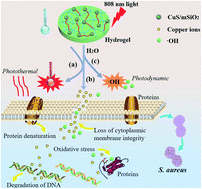 Graphical abstract: Noninvasive rapid bacteria-killing and acceleration of wound healing through photothermal/photodynamic/copper ion synergistic action of a hybrid hydrogel