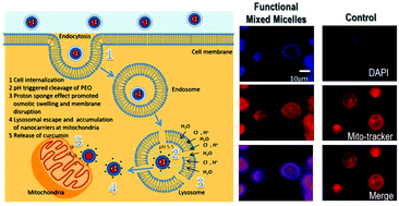 Graphical abstract: Superior proapoptotic activity of curcumin-loaded mixed block copolymer micelles with mitochondrial targeting properties