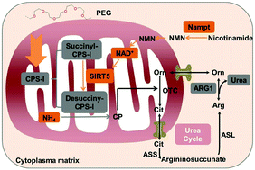 Graphical abstract: Short-term urea cycle inhibition in rat liver cells induced by polyethylene glycol