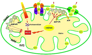 Graphical abstract: Mitochondria: promising organelle targets for cancer diagnosis and treatment