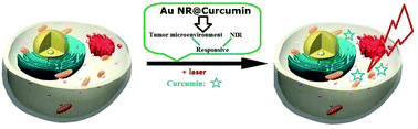 Graphical abstract: Rational design of multi-stimuli-responsive gold nanorod–curcumin conjugates for chemo-photothermal synergistic cancer therapy