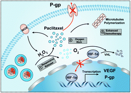 Graphical abstract: Oxygen-rich chemotherapy via modified Abraxane to inhibit the growth and metastasis of triple-negative breast cancer