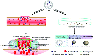 Graphical abstract: Tannic acid-loaded mesoporous silica for rapid hemostasis and antibacterial activity