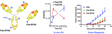 Graphical abstract: P-glycoprotein targeted photodynamic therapy of chemoresistant tumors using recombinant Fab fragment conjugates