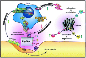 Graphical abstract: Contribution of the in situ release of endogenous cations from xenograft bone driven by fluoride incorporation toward enhanced bone regeneration