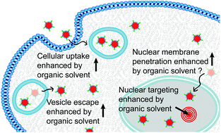 Graphical abstract: A potent, minimally invasive and simple strategy of enhancing intracellular targeted delivery of Tat peptide-conjugated quantum dots: organic solvent-based permeation enhancer