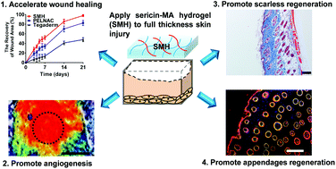 Graphical abstract: Retracted Article: Sericin hydrogels promote skin wound healing with effective regeneration of hair follicles and sebaceous glands after complete loss of epidermis and dermis