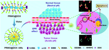 Graphical abstract: Acid-active supramolecular anticancer nanoparticles based on cyclodextrin polyrotaxanes damaging both mitochondria and nuclei of tumor cells
