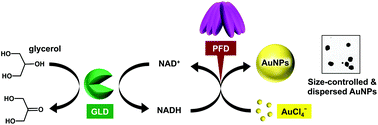 Graphical abstract: Molecular chaperone prefoldin-assisted biosynthesis of gold nanoparticles with improved size distribution and dispersion