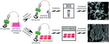 Graphical abstract: Bioinspired mineralization of a functionalized injectable dense collagen hydrogel through silk sericin incorporation