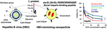 Graphical abstract: A hepatitis B virus-derived human hepatic cell-specific heparin-binding peptide: identification and application to a drug delivery system