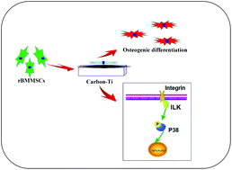 Graphical abstract: Role of ILK/p38 pathway in mediating the enhanced osteogenic differentiation of bone marrow mesenchymal stem cells on amorphous carbon coating