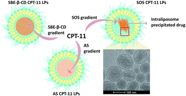 Graphical abstract: The influence of trapping agents on the antitumor efficacy of irinotecan liposomes: head-to-head comparison of ammonium sulfate, sulfobutylether-β-cyclodextrin and sucrose octasulfate