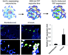 Graphical abstract: High-throughput stem cell-based phenotypic screening through microniches