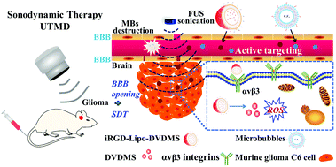 Graphical abstract: Tumor targeting DVDMS-nanoliposomes for an enhanced sonodynamic therapy of gliomas