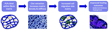 Graphical abstract: Platelet-like particles dynamically stiffen fibrin matrices and improve wound healing outcomes