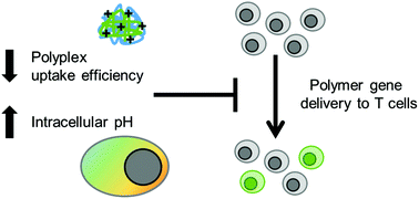 Graphical abstract: Identifying key barriers in cationic polymer gene delivery to human T cells