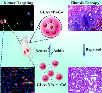 Graphical abstract: A stimuli-responsive drug release nanoplatform for kidney-specific anti-fibrosis treatment