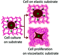 Graphical abstract: Dynamic freedom: substrate stress relaxation stimulates cell responses