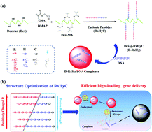 Graphical abstract: Peptide-grafted dextran vectors for efficient and high-loading gene delivery