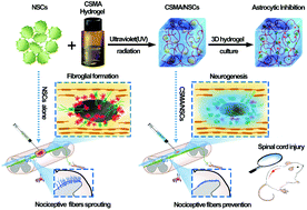 Graphical abstract: Inhibition of astrocytic differentiation of transplanted neural stem cells by chondroitin sulfate methacrylate hydrogels for the repair of injured spinal cord