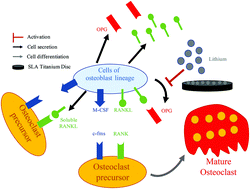 Graphical abstract: Effect of the Wnt signal-RANKL/OPG axis on the enhanced osteogenic integration of a lithium incorporated surface