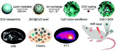 Graphical abstract: Paramagnetic CuS hollow nanoflowers for T2-FLAIR magnetic resonance imaging-guided thermochemotherapy of cancer