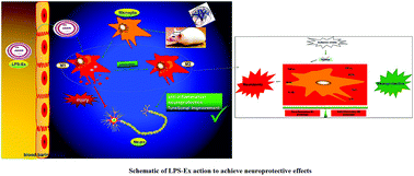 Graphical abstract: Exosomes from LPS-stimulated macrophages induce neuroprotection and functional improvement after ischemic stroke by modulating microglial polarization