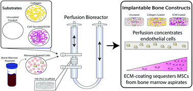 Graphical abstract: Cell-secreted extracellular matrix influences cellular composition sequestered from unprocessed bone marrow aspirate for osteogenic grafts