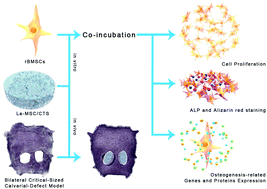 Graphical abstract: La-Doped mesoporous calcium silicate/chitosan scaffolds for bone tissue engineering