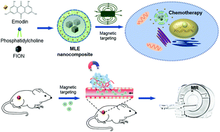 Graphical abstract: Magnetic liposomal emodin composite with enhanced killing efficiency against breast cancer