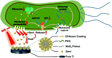 Graphical abstract: Enhancing the antibacterial efficacy of low-dose gentamicin with 5 minute assistance of photothermy at 50 °C