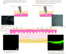 Graphical abstract: Skin delivery of hyaluronic acid by the combined use of sponge spicules and flexible liposomes