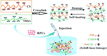 Graphical abstract: Enhanced proliferation and differentiation of retinal progenitor cells through a self-healing injectable hydrogel