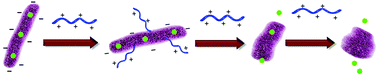 Graphical abstract: Tyrosine based cationic acrylates as potent antimicrobial agents against shigellosis