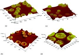 Graphical abstract: Relating the blood-thinning effect of pentoxifylline to the reduction in the elastic modulus of human red blood cells: an in vivo study