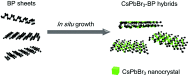 Graphical abstract: In situ growth of all-inorganic perovskite nanocrystals on black phosphorus nanosheets