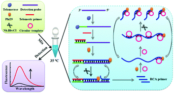 Graphical abstract: A simple “mix-and-detection” method for the sensitive detection of telomerase from cancer cells under absolutely isothermal conditions