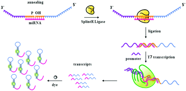 Graphical abstract: Spinach-based fluorescent light-up biosensors for multiplexed and label-free detection of microRNAs