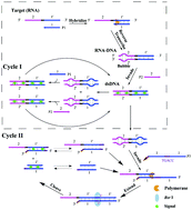 Graphical abstract: An ultrafast one-step assay for the visual detection of RNA virus