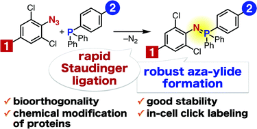 Graphical abstract: Staudinger reaction using 2,6-dichlorophenyl azide derivatives for robust aza-ylide formation applicable to bioconjugation in living cells
