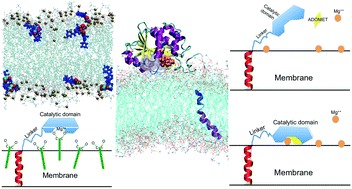 Graphical abstract: Membrane bound COMT isoform is an interfacial enzyme: general mechanism and new drug design paradigm